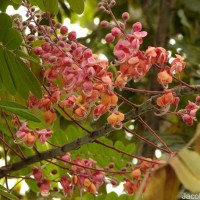 Cassia grandis L.f.